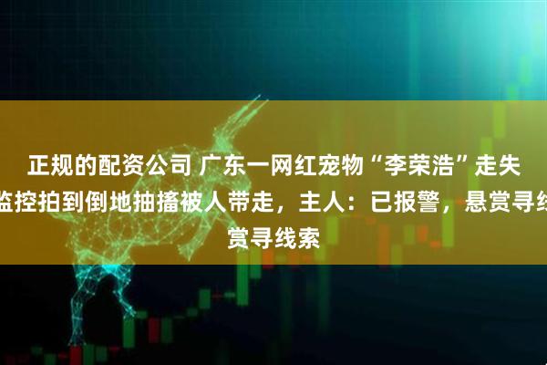 正规的配资公司 广东一网红宠物“李荣浩”走失,监控拍到倒地抽搐被人带走,主人:已报警,悬赏寻线索